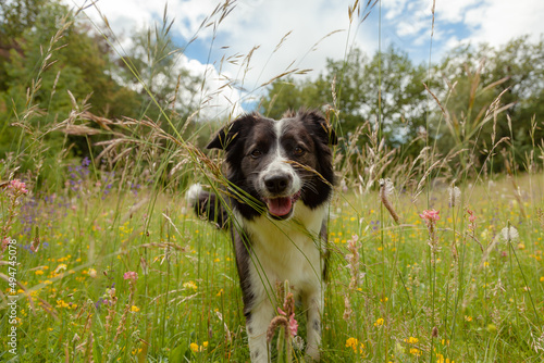 A beautiful black and white border collie dog is playing among the grass and colorful flowers in the meadow. #494745078