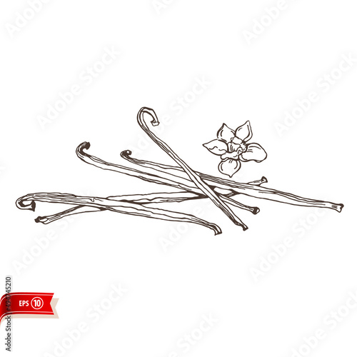 Hand drawn vanilla bean and flower isolated on white background. Vector sketch for poster, web design, banner, card, flyer, icon, logo or badge.