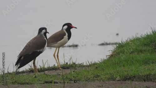 Red-wattled lapwing (Vanellus indicus) pair in the wild Lake Land photo