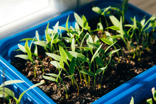 Seedlings of pepper on a sunny day. Pepper sprouts grown from seed photo