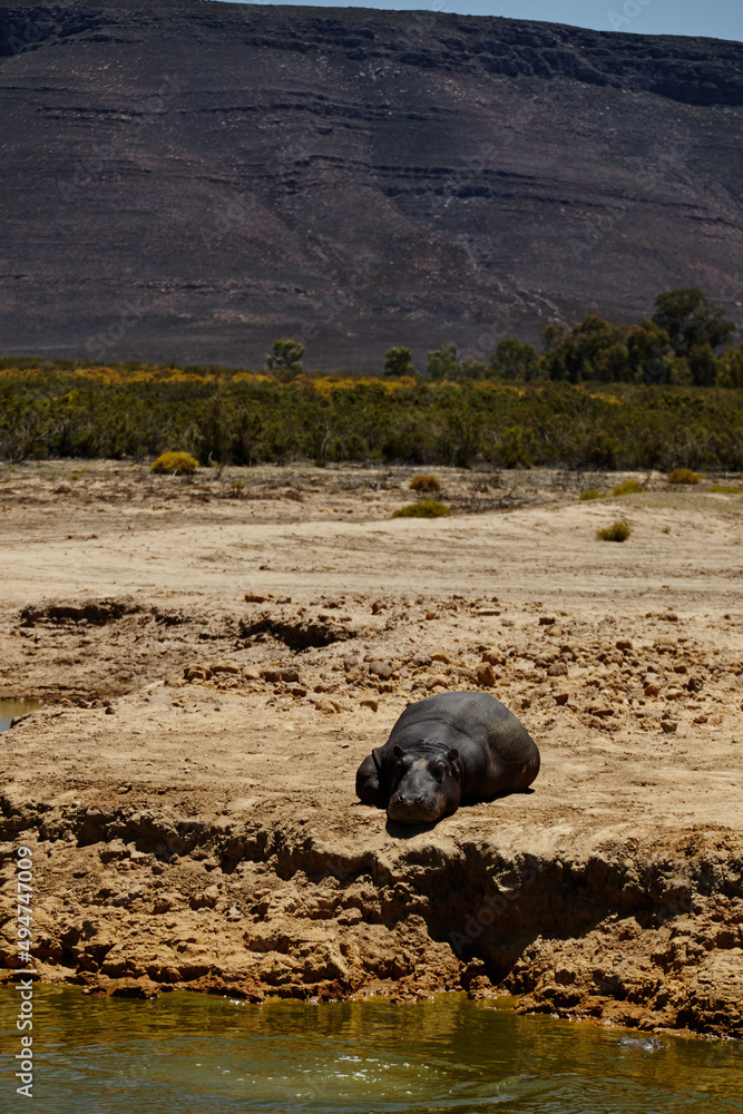 Enjoying some midday sun. Shot of a hippo lying near a watering hole in the plains of Africa. Enjoying some midday sun. Shot of a hippo lying near a watering hole in the plains of Africa.