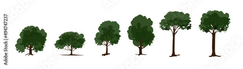 Set of Green Trees Isolated - Vector Illustration