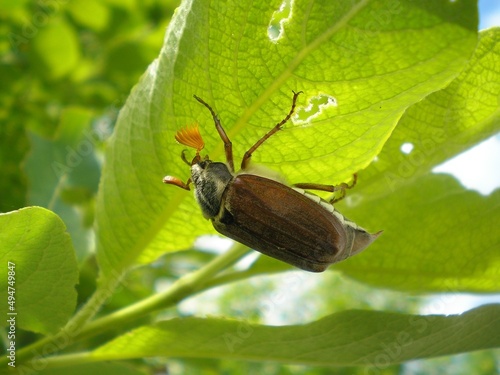 Canvas-taulu chafer at the spring foliage