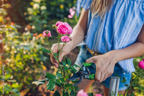 Fototapeta Naklejka Na Ścianę i Meble -  Gardener picking flowers in summer garden. Young woman cutting roses off with pruner. Gardening concept