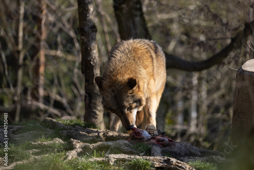 Fotografie, Obraz A wolf in a forest looking for food to feed his pack