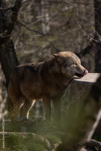 Fototapeta A wolf lurking on a tree trunk on the hunt and waiting for prey to pass by