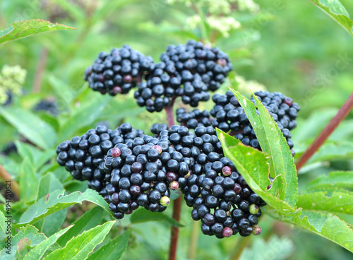 Berries ripe on the black grassy elder (Sambucus ebulus)