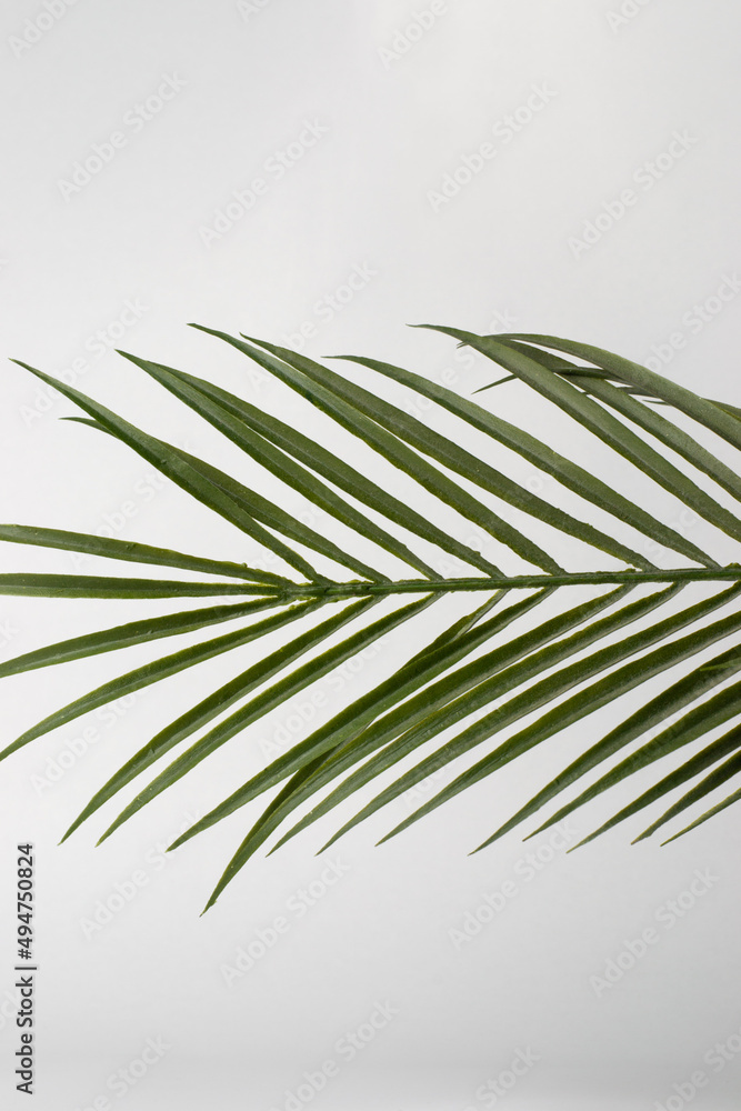 Fototapeta premium Artificial green palm leaf isolated on a white background in vertical