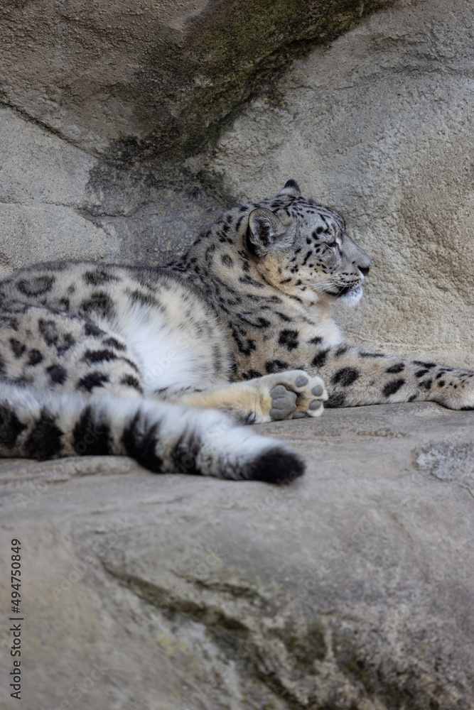 A snow leopard also called Panthera Uncia lies on a ledge and lurks for prey. What beautiful fur this animal has. Amazing nature. A snow leopard also called Panthera Uncia lies on a ledge and lurks for prey. What beautiful fur this animal has. Amazing nature.