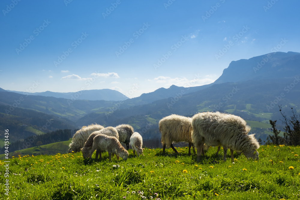 Sheep grazing in a meadow with Aralar in the background, Gipuzkoa, Euskadi