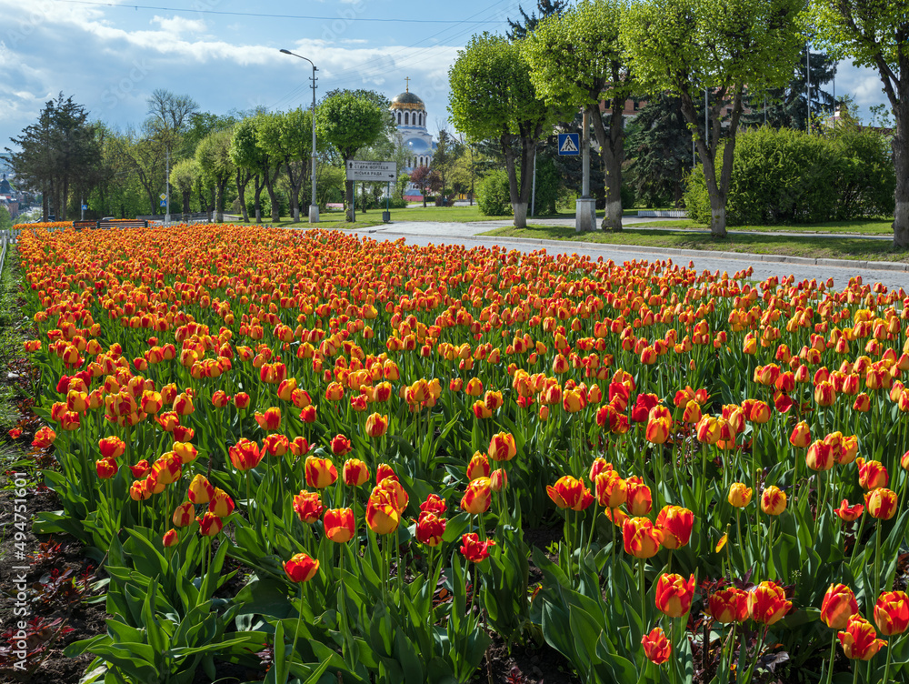 Kamianets-Podilskyi,  Khmelnytsky region, Ukraine. Avenue with beautiful spring flower bed with a lot of colored tulip flowers.
