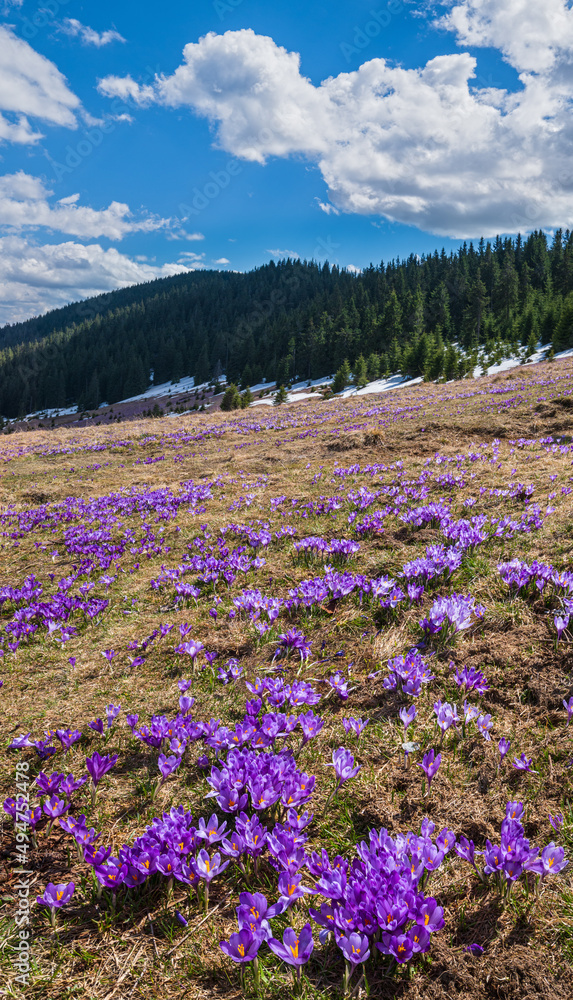 Fototapeta premium Blooming purple violet Crocus heuffelianus (Crocus vernus) alpine flowers on spring Carpathian mountain plateau, Ukraine.