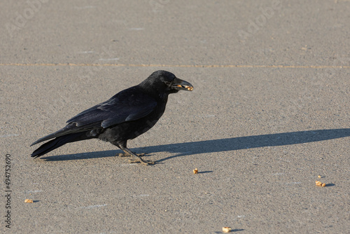 carrion crow picking food from the ground