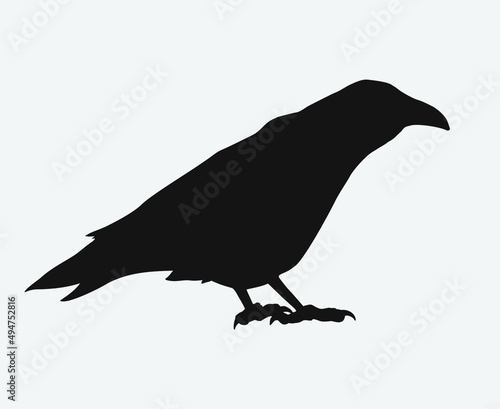 Crow illustration design