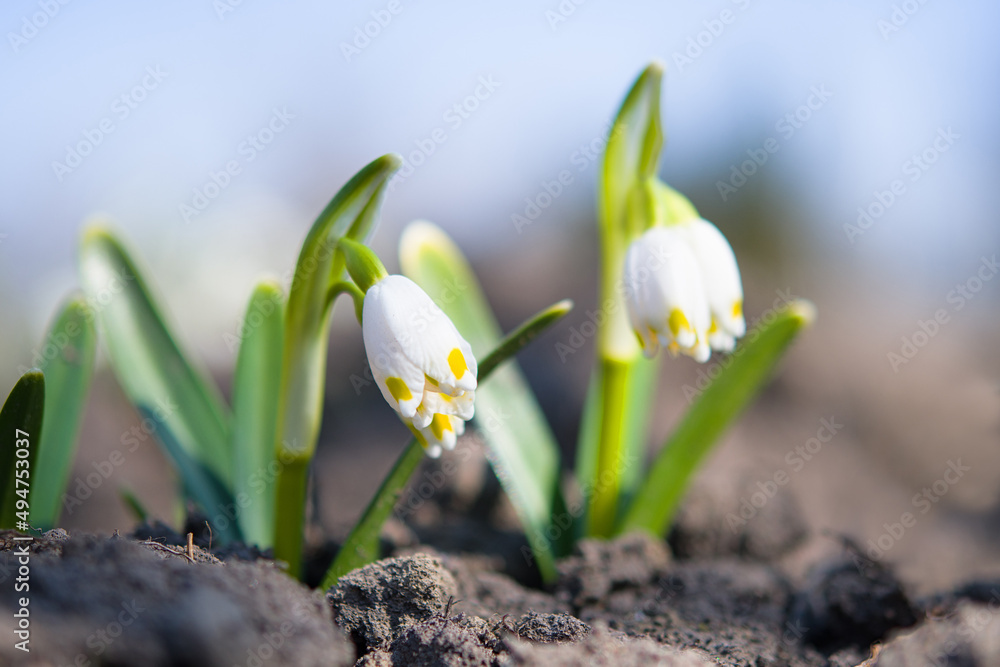 snowdrop snowdrop
