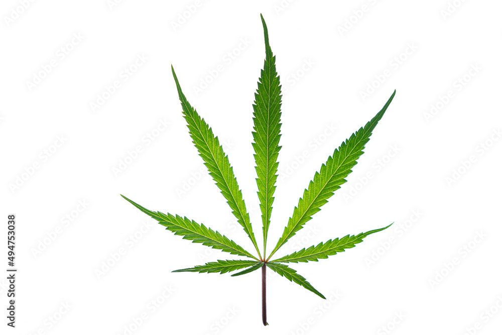 Marijuana green leafs on white background Gelato cookies variety Marijuana green leafs on white background Gelato cookies variety