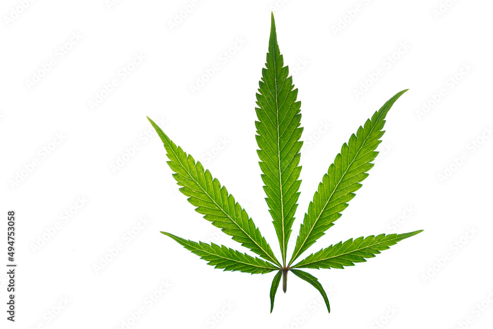 Marijuana green leafs on white background Gelato cookies variety Marijuana green leafs on white background Gelato cookies variety
