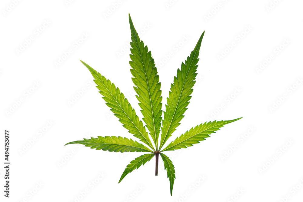 Marijuana green leafs on white background Gelato cookies variety Marijuana green leafs on white background Gelato cookies variety