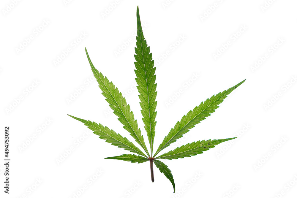 Marijuana green leafs on white background Gelato cookies variety Marijuana green leafs on white background Gelato cookies variety