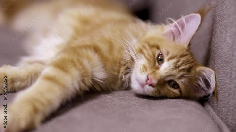 Charming red cat of the Maine breed stretches after sleep Charming red cat of the Maine breed stretches after sleep