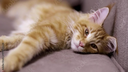 Wallpaper Mural Charming red cat of the Maine breed stretches after sleep Torontodigital.ca