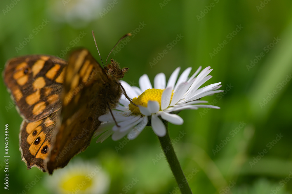 Butterfly Lasiommata megera on a daisy Butterfly Lasiommata megera on a daisy