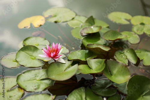 Pink water water lily with green water lilies or lotus flower Perry s in garden pond. Close-up of Nymphaea reflected on green water against sun. Flower landscape with copy space. Selective focus