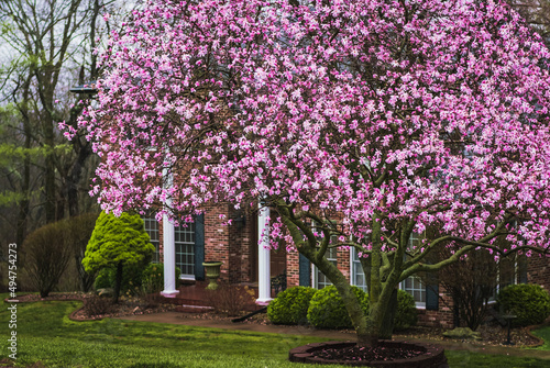 View of blooming pink magnolia tree in the rain in front yard in Midwestern suburb in spring