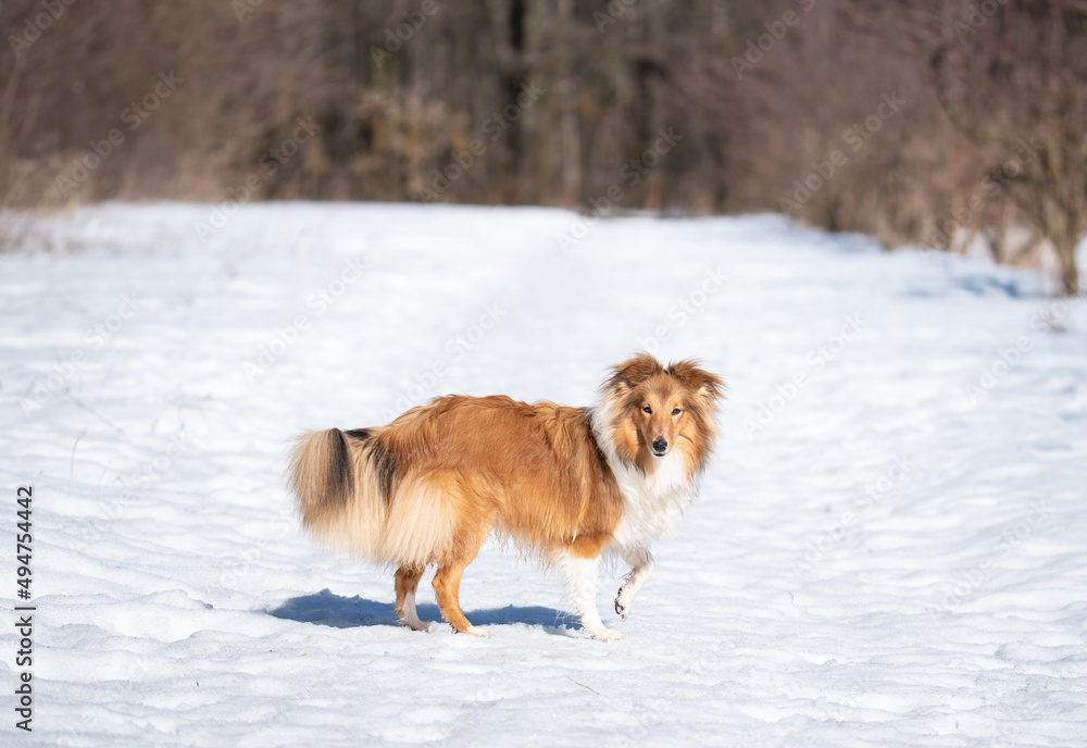 sheltie on a walk in winter. little collie sheltie on a walk in winter. little collie
