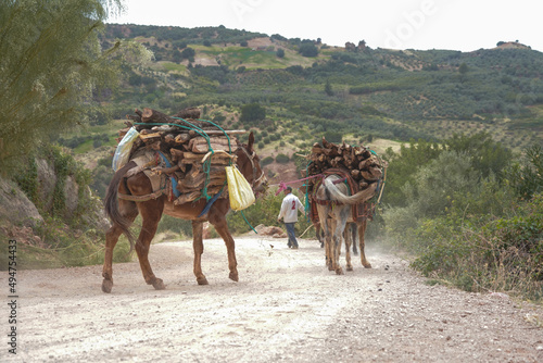 Mules  on the road