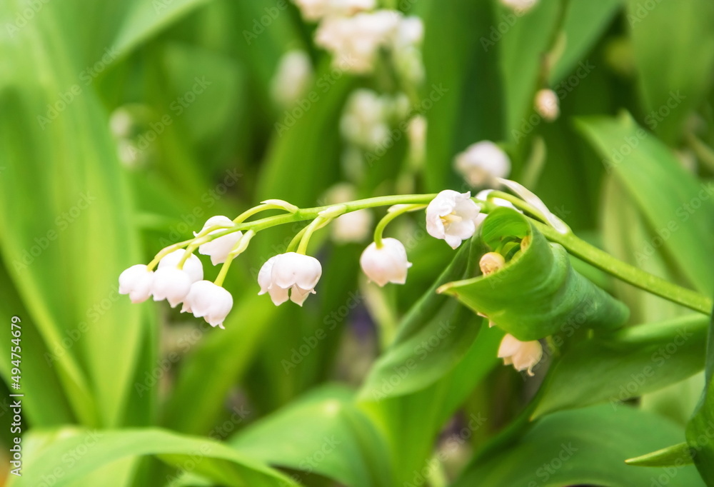 May white lily of the valley grows in the forest May white lily of the valley grows in the forest