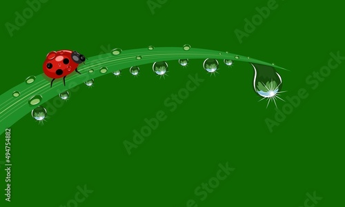Vector illustration of sparkling fresh morning dew and ladybug on grass, on green background, as template or background, nature theme and welcome to spring. © Arif_Vector