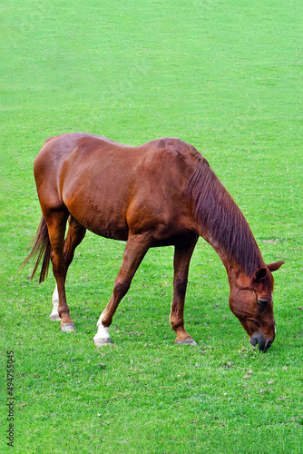 Grazing brown horse on the green field. Brown horse grazing tethered in a field. Horse eating in the green pasture