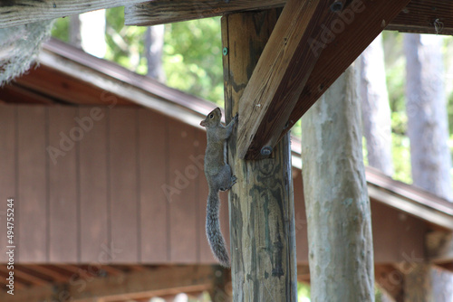 Squirrel Playing in the Park