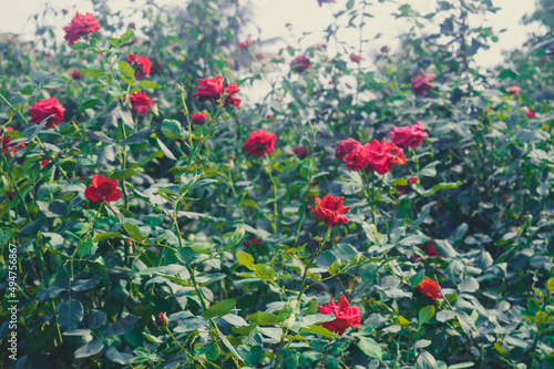 Many Rose flower in bloom in a rose flowered garden