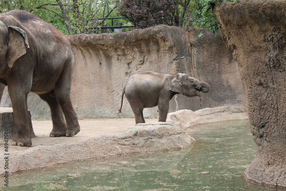 Baby Elephant