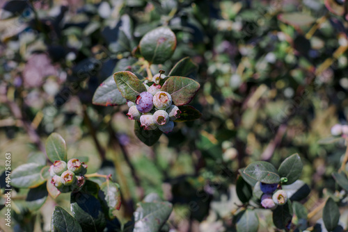 Southern Hill Farms is a family owned and operated u-pick and commercially harvested blueberry farm located in Clermont  FL.