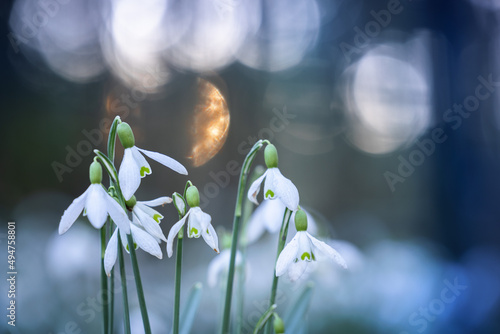 Common snowdrop galanthus nivalis in spring with blurry sunrise in background
