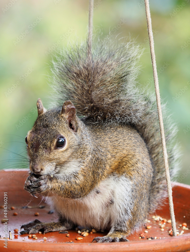 Fototapeta premium An Eastern Gray Squirrel Raiding the Bird Feeder