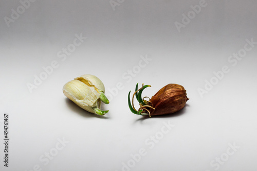 pieces of sprouted red and white onions. isolated white background. shallot and garlic.