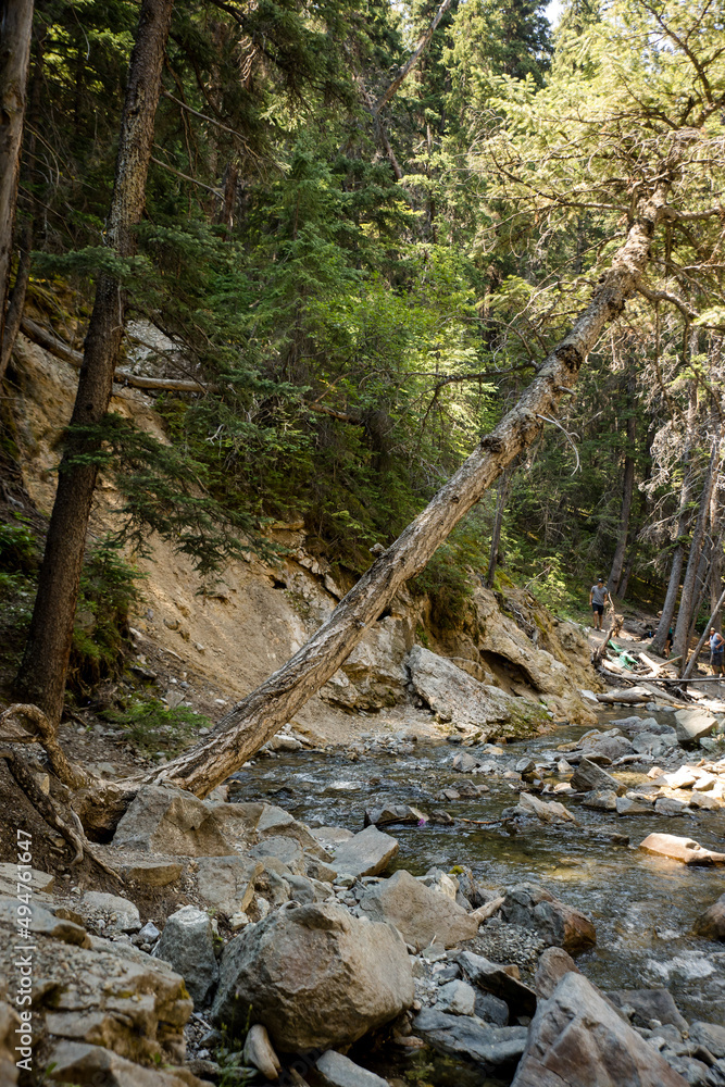Beautiful creek running through a conifer forest in the rocky mountains Beautiful creek running through a conifer forest in the rocky mountains