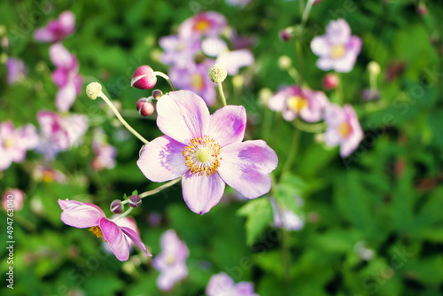 Weinblättrige Anemone rosa Blumen  © Oleh