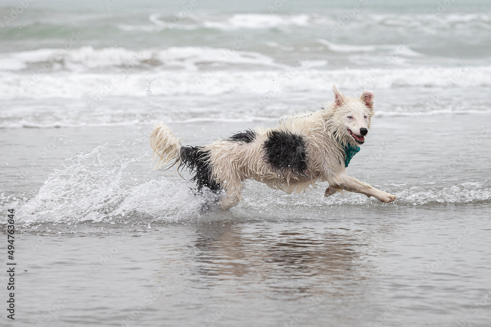 happy almost white border collie dog running and playing on the beach happy almost white border collie dog running and playing on the beach