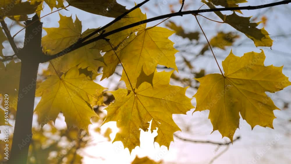 Bright sun shining through autumn yellow maple leaves at park, forest: nobody, no people - sun lens flare, close up, selective focus. Abstract, b-roll, environment and nature concept Bright sun shining through autumn yellow maple leaves at park, forest: nobody, no people - sun lens flare, close up, selective focus. Abstract, b-roll, environment and nature concept