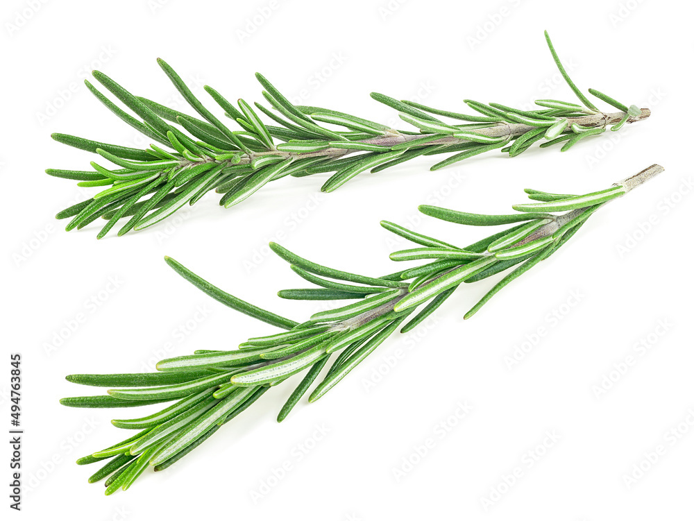 Sprigs of fresh rosemary isolated on a white background. Branches of rosemary.
