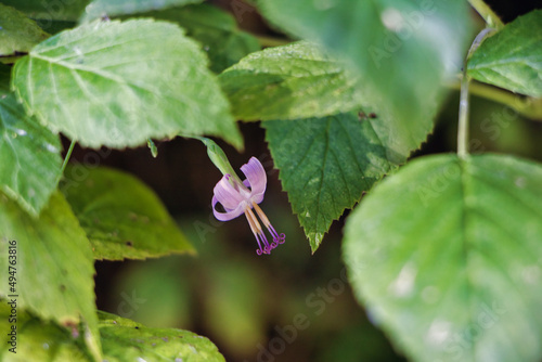 Hasenlattich rosa Blume hinter grünen Blättern