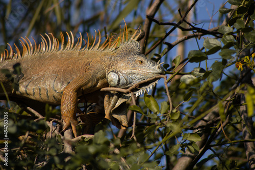 male iguana resting at the trees