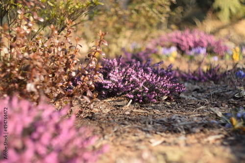 Erica blooming flowers in spring garden by helios lens,  soft focus and bokeh background. photo