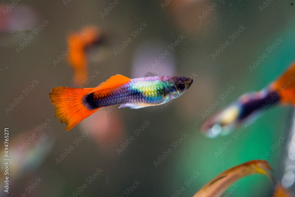 Obraz premium GUPPY freshwater aquarium mail fish with colorful tale and body mixed color