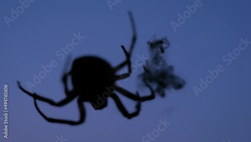 Extreme close up view: silhouette of large spider spinning web at night - macro. Nature and insect concept